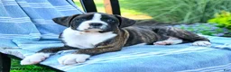 Boxer dogs for sale: Orion - Ad 5