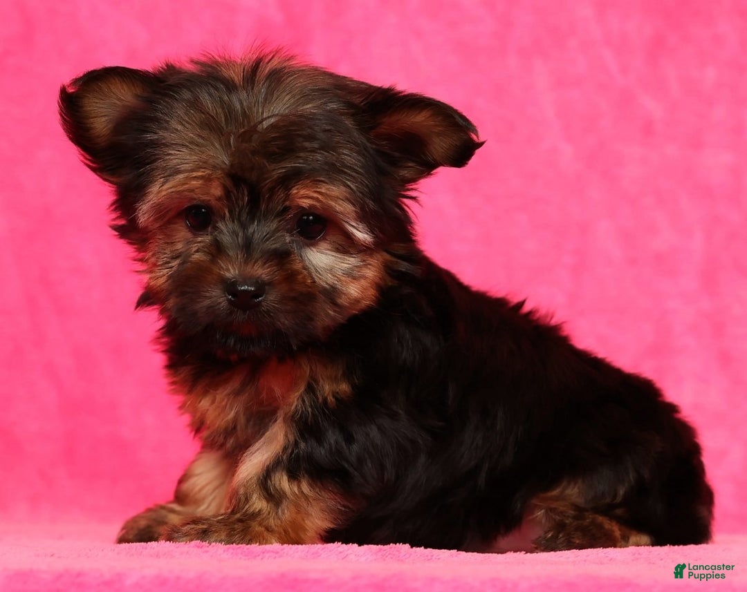 Yorkshire Terrier dogs for sale: Jody - Ad 6