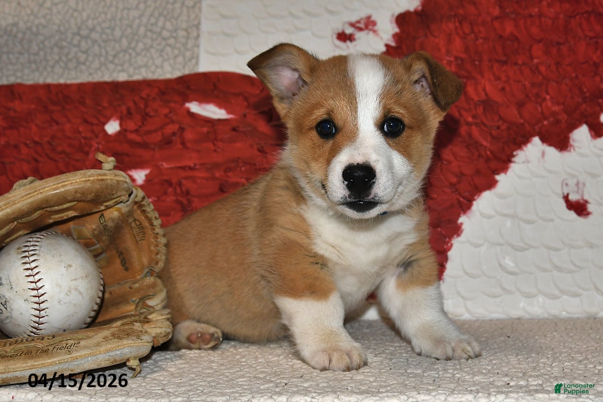 Welsh Corgi Pembroke dogs Hans - Ad 1