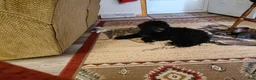 Double Doodle dogs for sale: Chelsea-Mountain Goldendoodle  - Ad 7