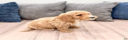 Miniature Labradoodle dogs for sale: Klark - Ad 5