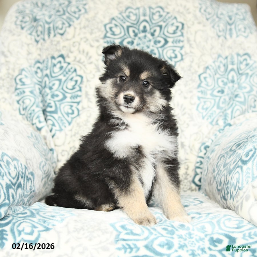 Mixed Breed dogs Lily - Ad 2