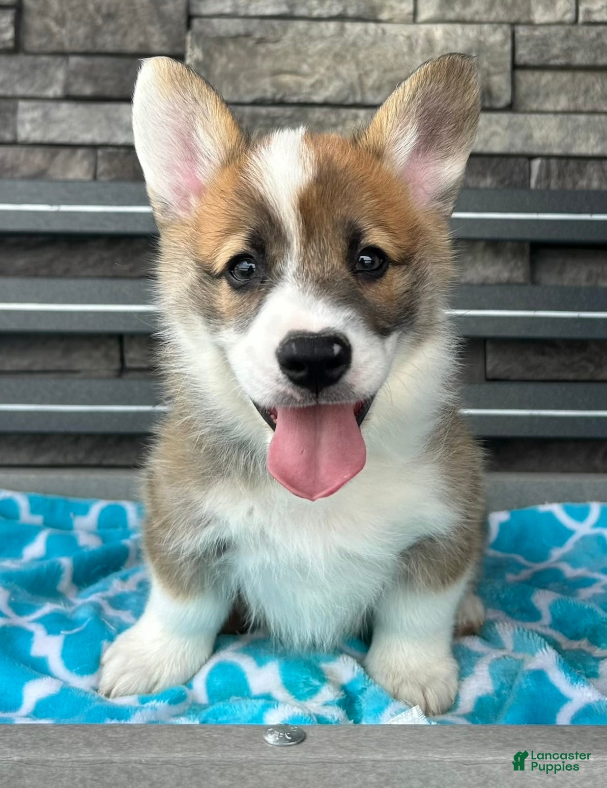 Welsh Corgi Pembroke dogs Johnny Welsh Corgi Pembroke Puppy  - Ad 1