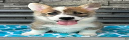Welsh Corgi Pembroke dogs for sale: Johnny Welsh Corgi Pembroke Puppy  - Ad 4