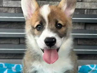Welsh Corgi Pembroke dogs for sale: Johnny Welsh Corgi Pembroke Puppy - Ad 3