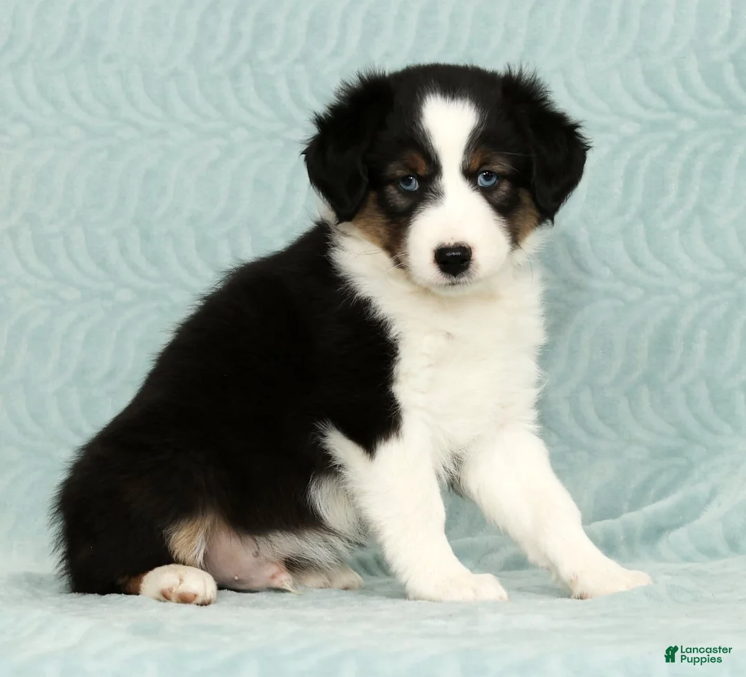 Australian Shepherd dogs for sale: Buddy - Ad 5