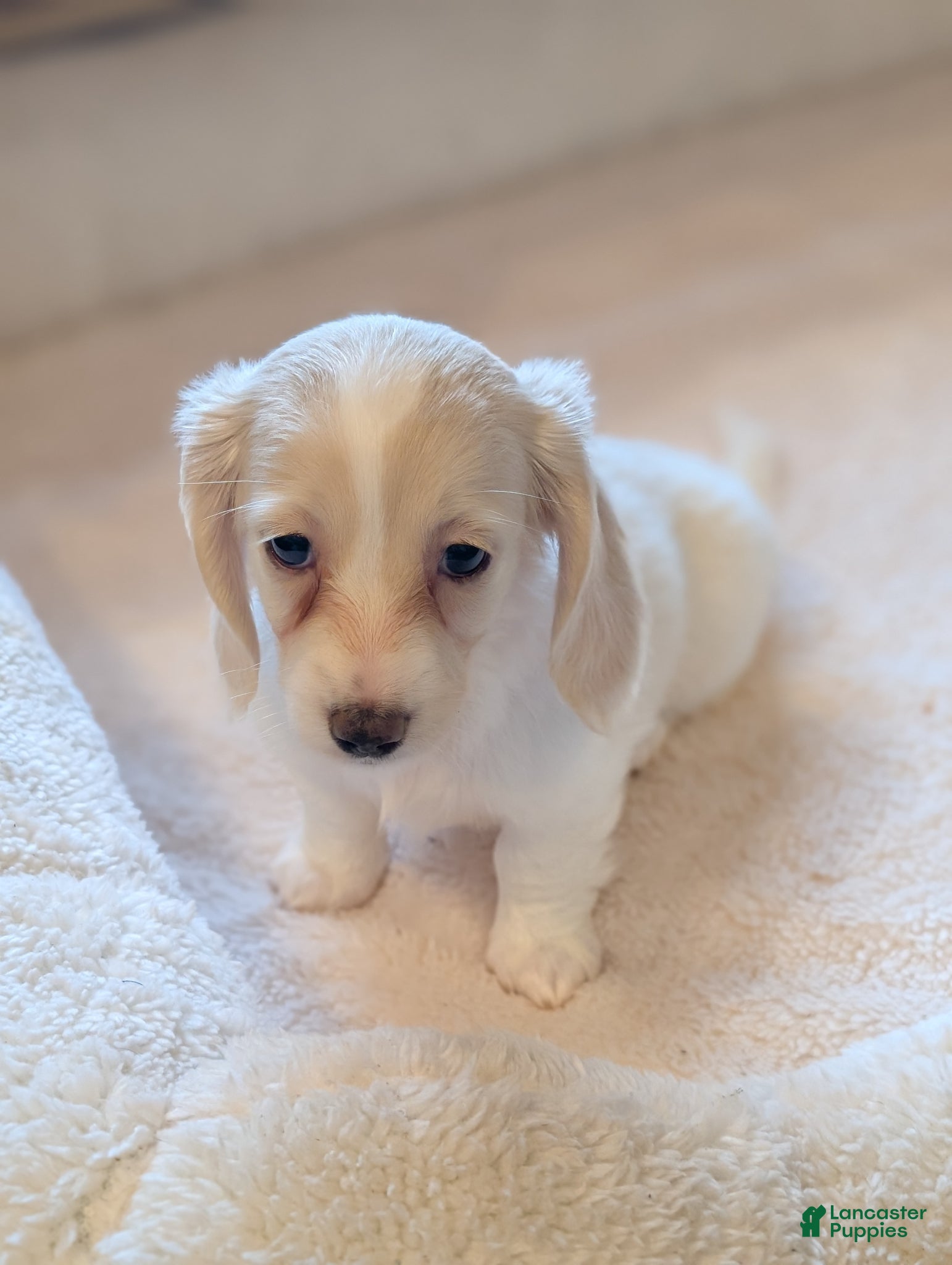 Miniature Dachshund dogs Miniature Dachshund Puppy 3 - Ad 10