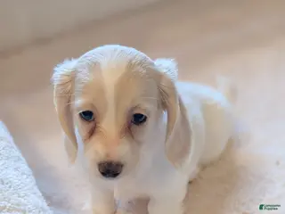 Miniature Dachshund dogs Miniature Dachshund Puppy 3 - Ad 10