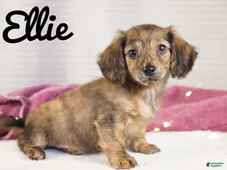 Dachshund dogs Ellie - Ad 19