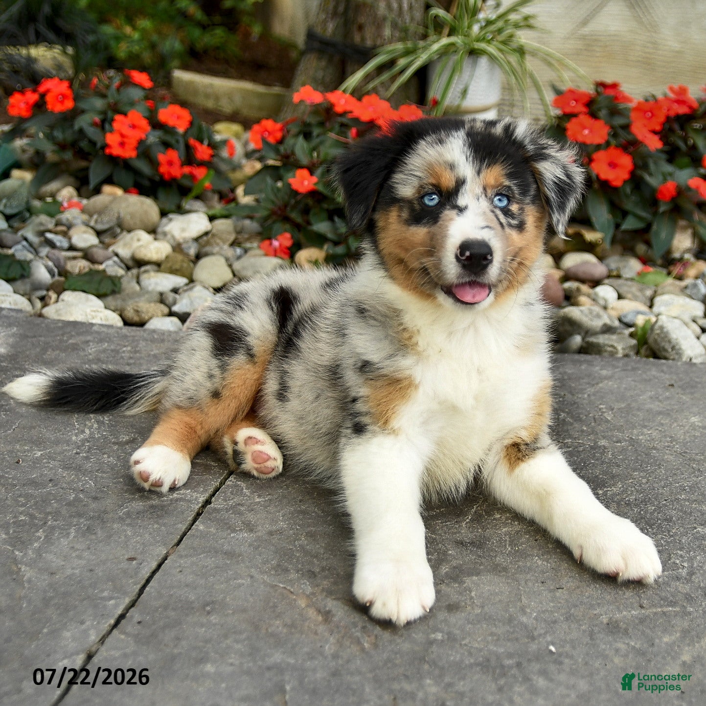 Australian Shepherd dogs Ava  - Ad 2