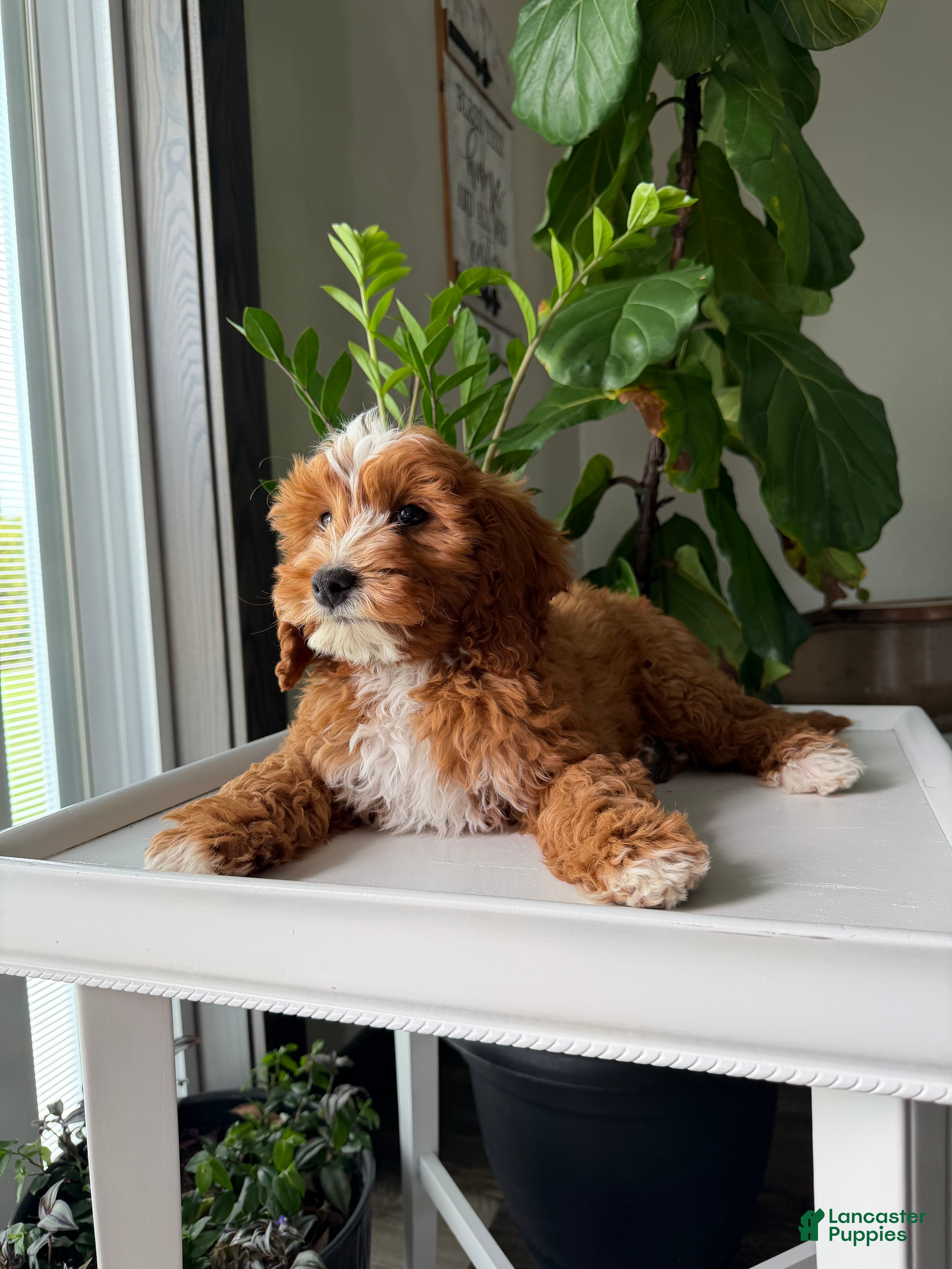 Cavapoo dogs Guss - Ad 1