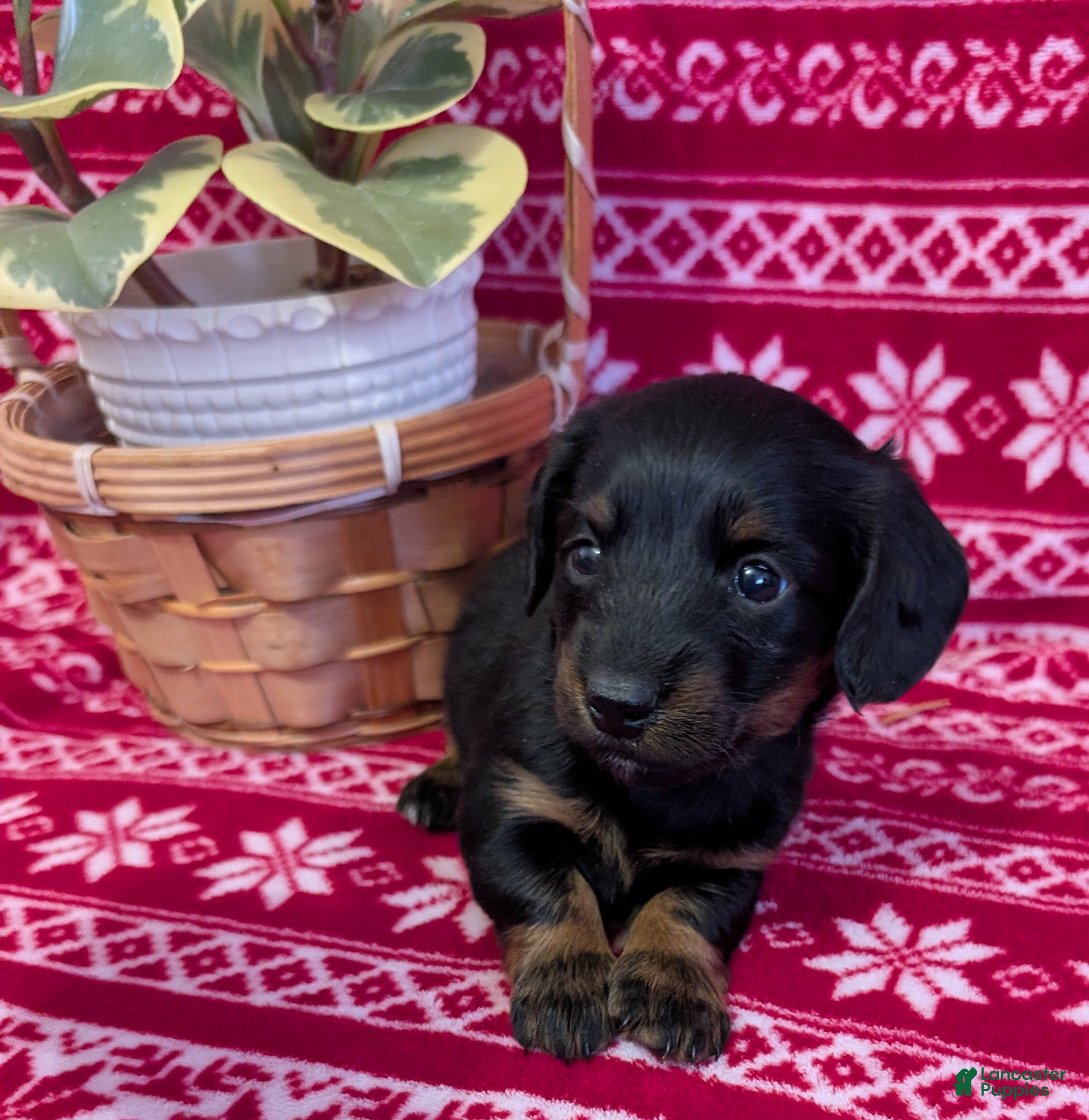 Miniature Dachshund dogs Abigail  - Ad 35