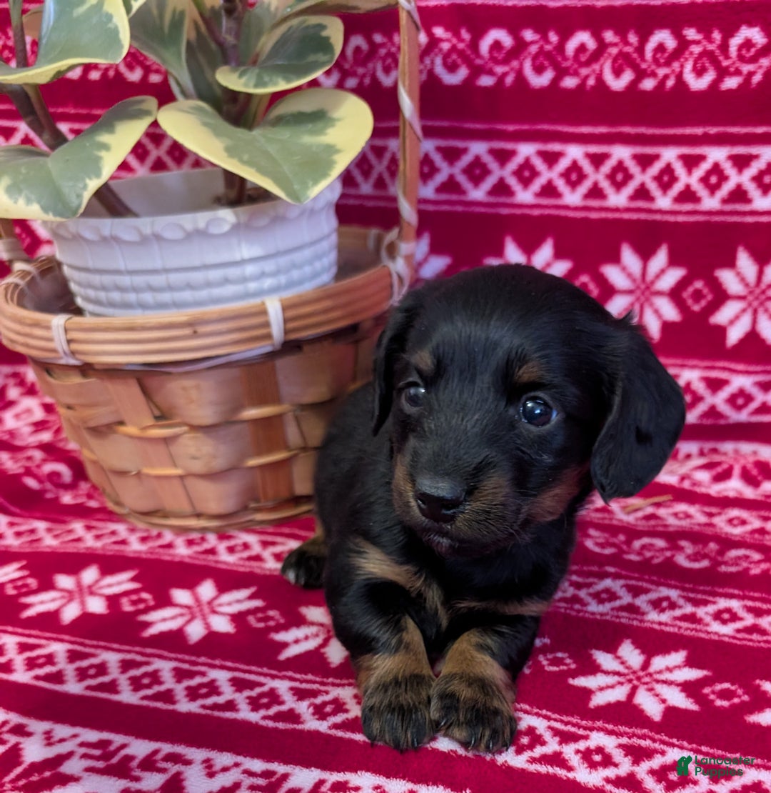Miniature Dachshund dogs for sale: Abigail  - Ad 1