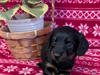 Miniature Dachshund dogs Abigail - Ad 6