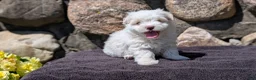 Havanese dogs for sale: Tessa - Ad 2