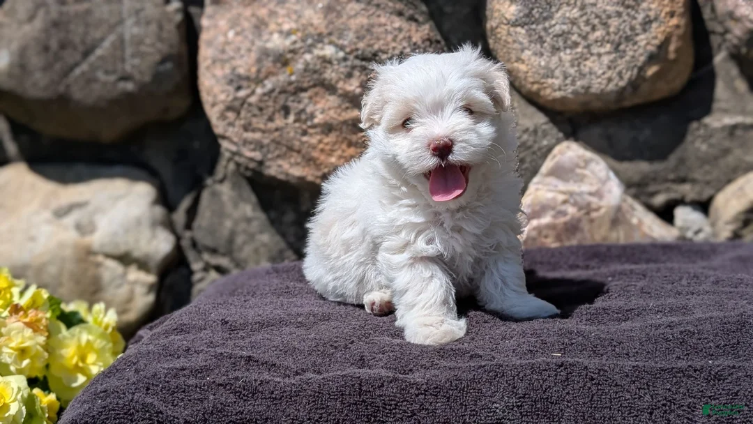 Havanese dogs for sale: Tessa - Ad 2