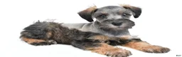 Schnoodle dogs for sale: Rusty - Ad 5