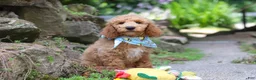 Standard Poodle dogs for sale: Leo - Ad 9
