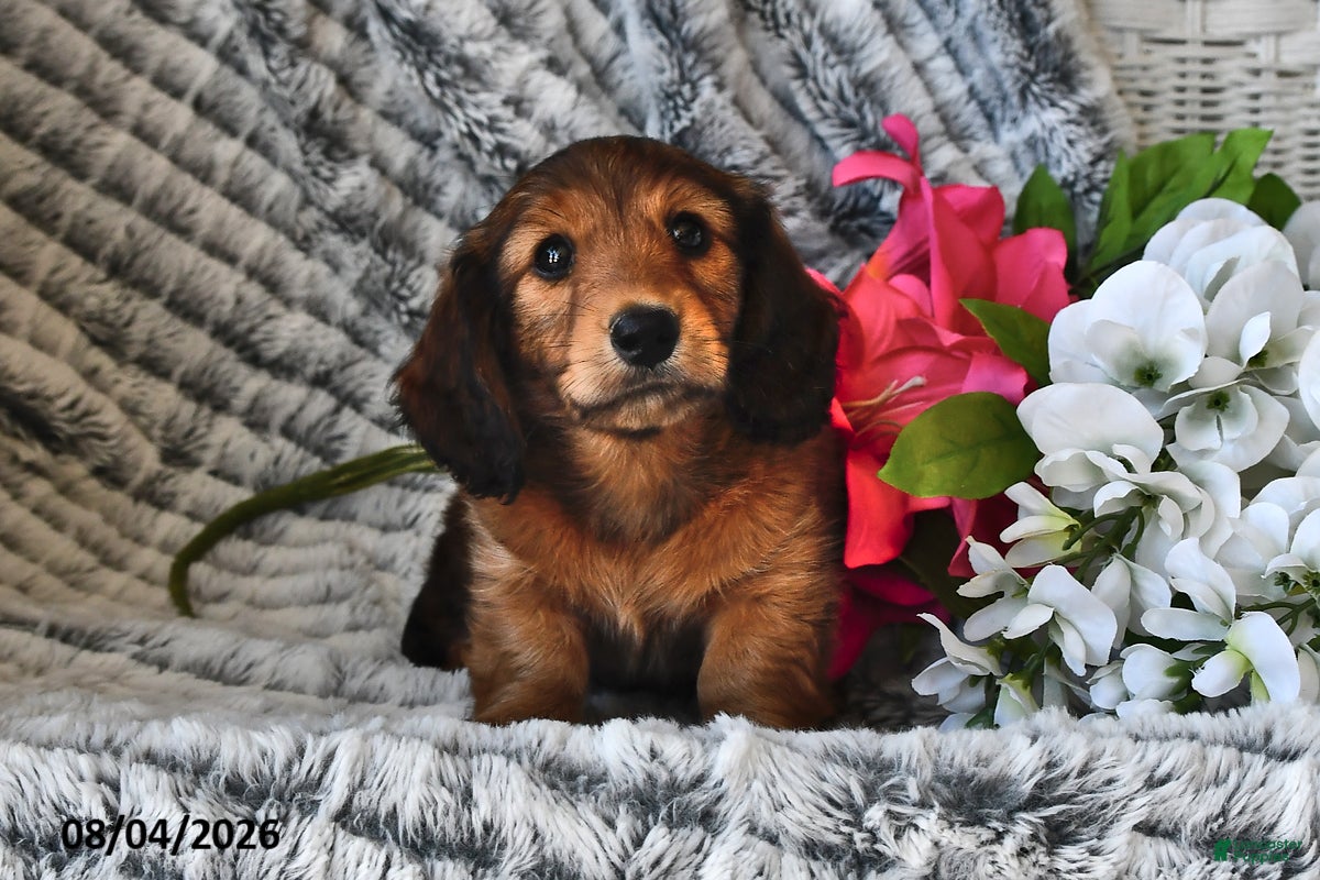 Dachshund dogs Butterscotch - Ad 1