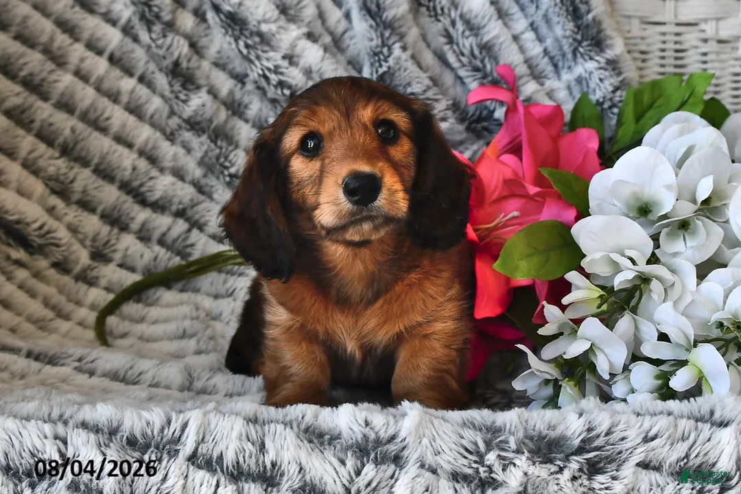 Dachshund dogs for sale: Butterscotch - Ad 1