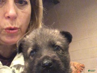 German Shepherd dogs German Shepherd Puppy 2 - Ad 8