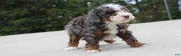 Mini Bernedoodle dogs for sale: Bentley  - Ad 3