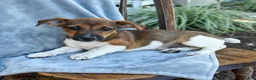 Jack Russell Terrier dogs for sale: Noelle - Ad 3