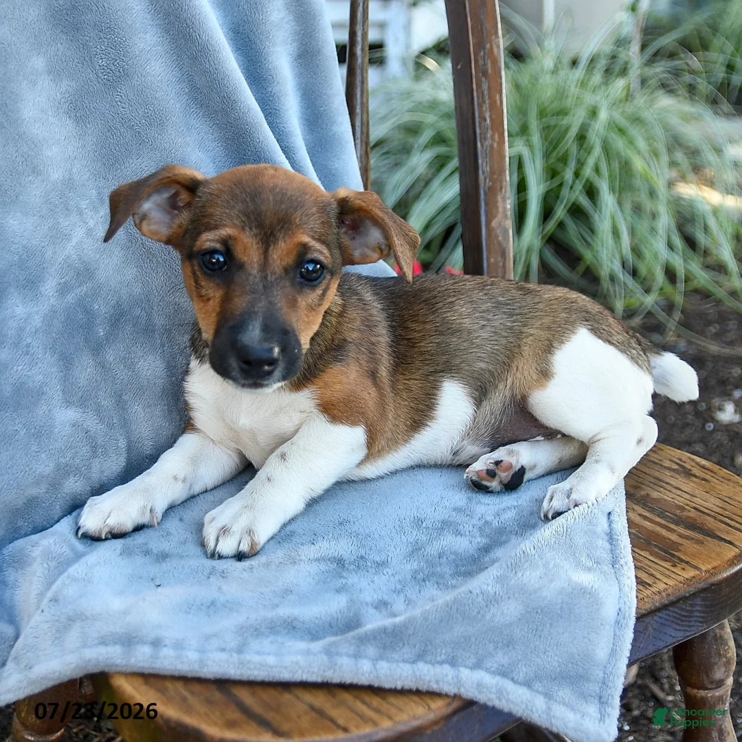 Jack Russell Terrier dogs for sale: Noelle - Ad 3