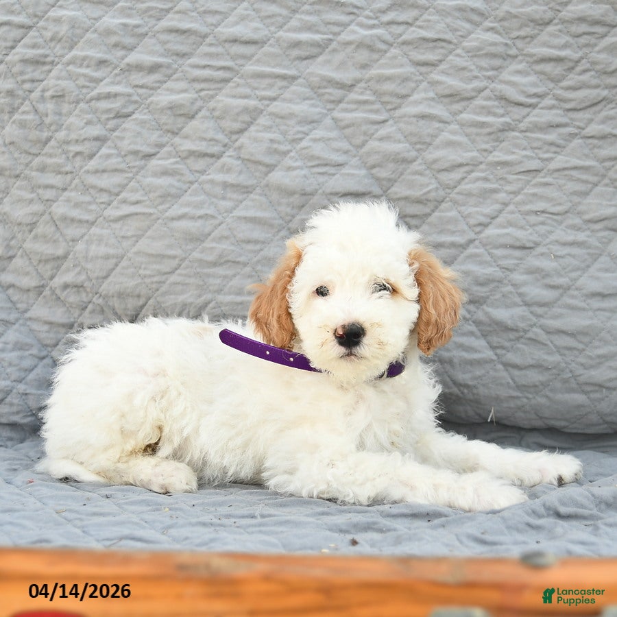 Miniature Poodle dogs Trooper  - Ad 2