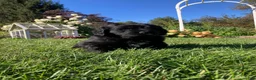 Newfoundland dogs for sale: Olivia - Ad 8