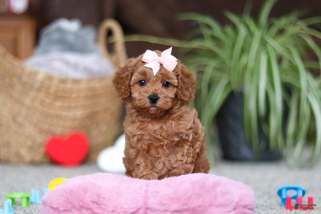 Cavapoo dogs for sale: Adele - Ad 4