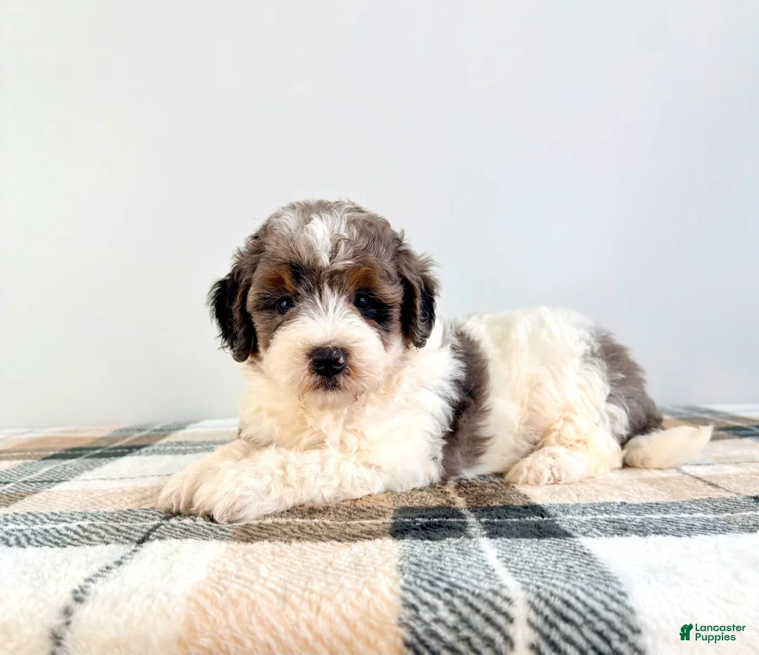 Bernedoodle dogs for sale: Gru - Ad 1