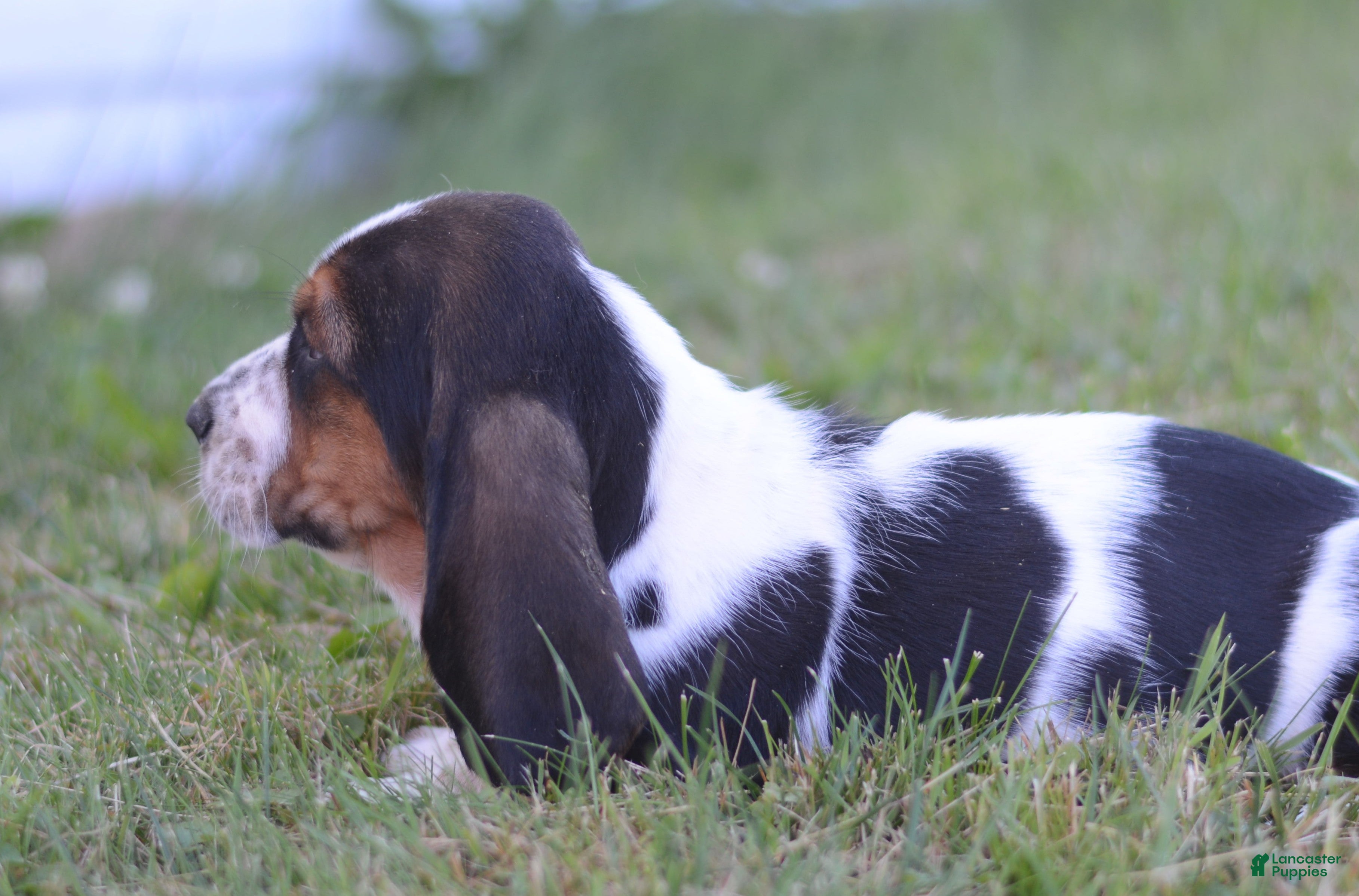 Basset Hound dogs Willy - Ad 2