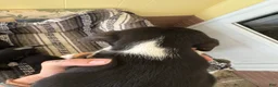 Beagle dogs for sale: Rumi - Ad 2