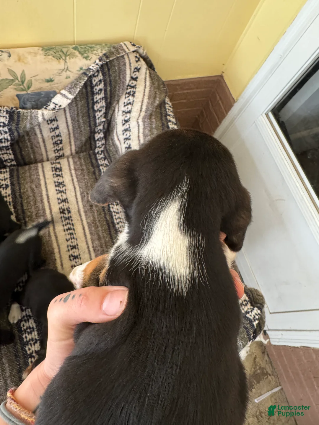 Beagle dogs for sale: Rumi - Ad 2