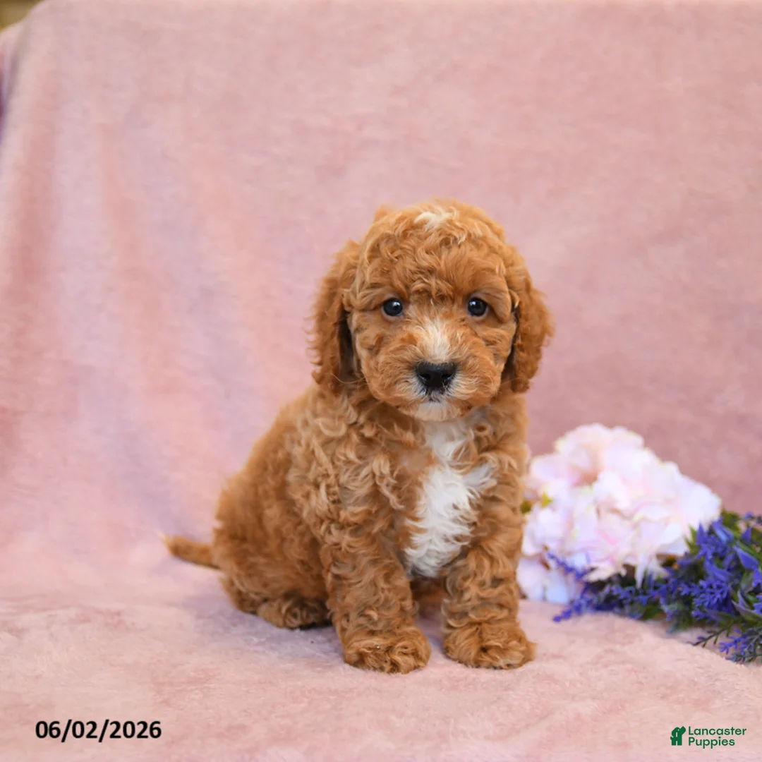 Cavapoo dogs for sale: Ferlin - Ad 1