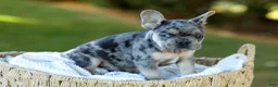French Bulldog dogs for sale: Chase - Blue Merle - Ad 3