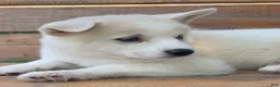 Alaskan Husky dogs for sale: Samson - Ad 4
