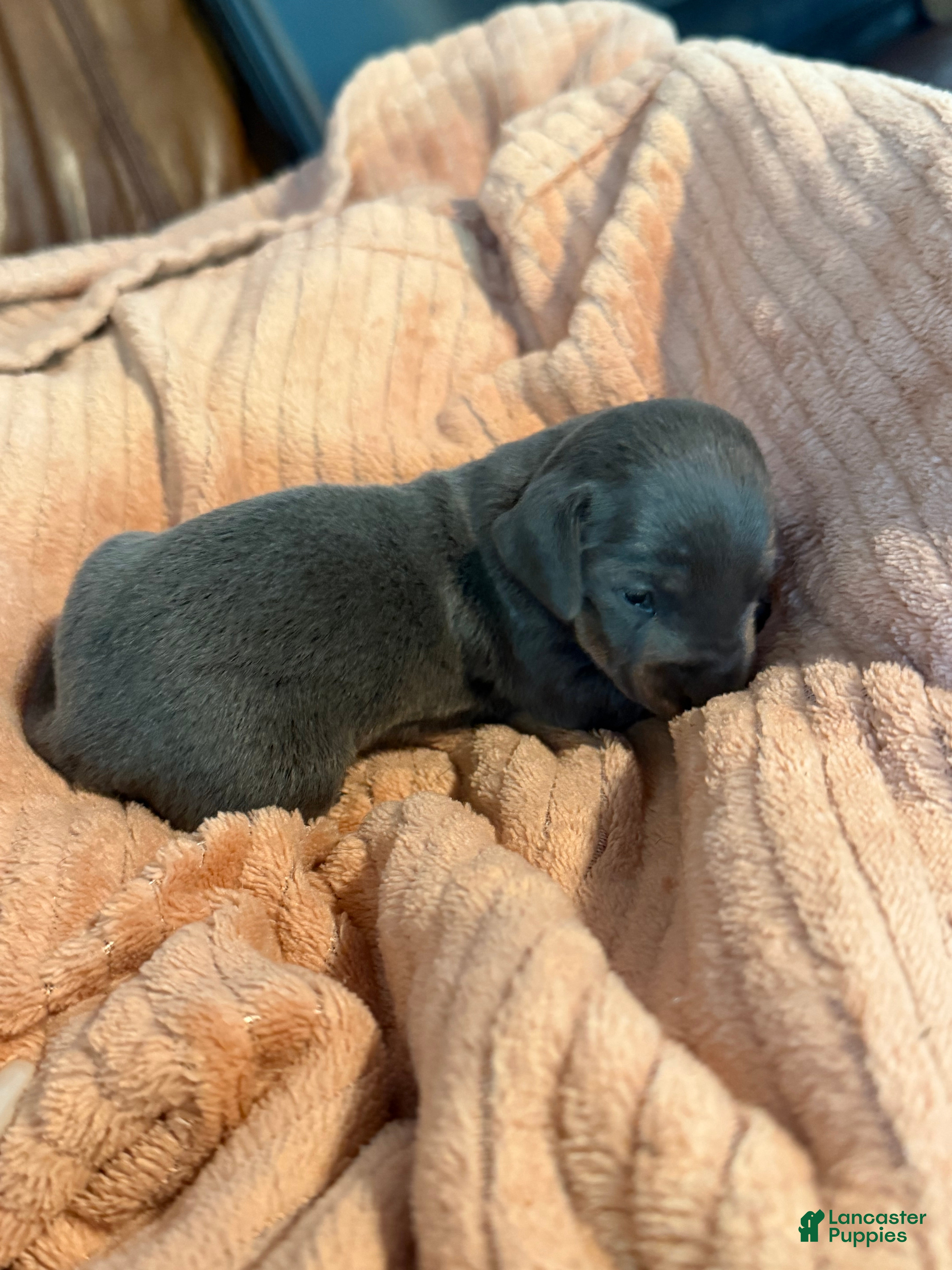 Miniature Dachshund dogs Miniature Dachshund Puppy 3 - Ad 2