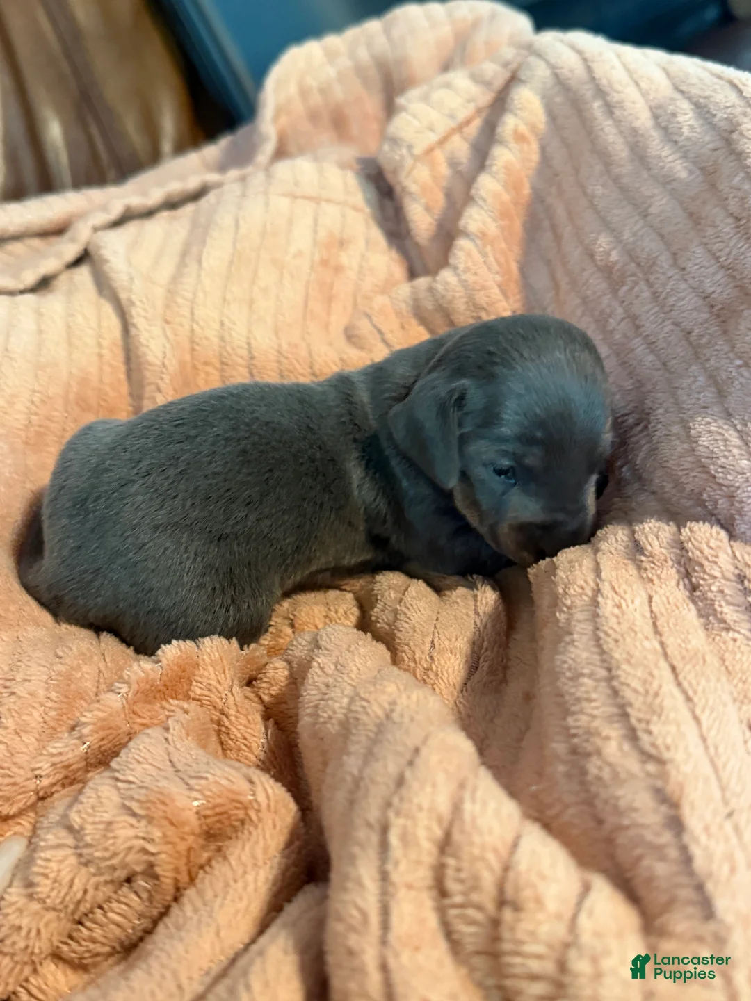 Miniature Dachshund dogs for sale: Miniature Dachshund Puppy 3 - Ad 2
