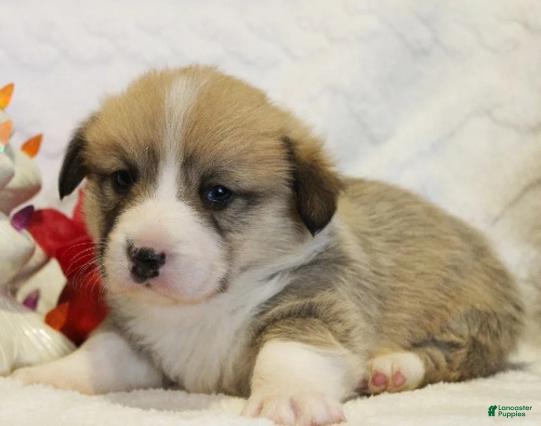 Welsh Corgi Pembroke dogs for sale: Elsa Genetically CLEAR - Ad 15