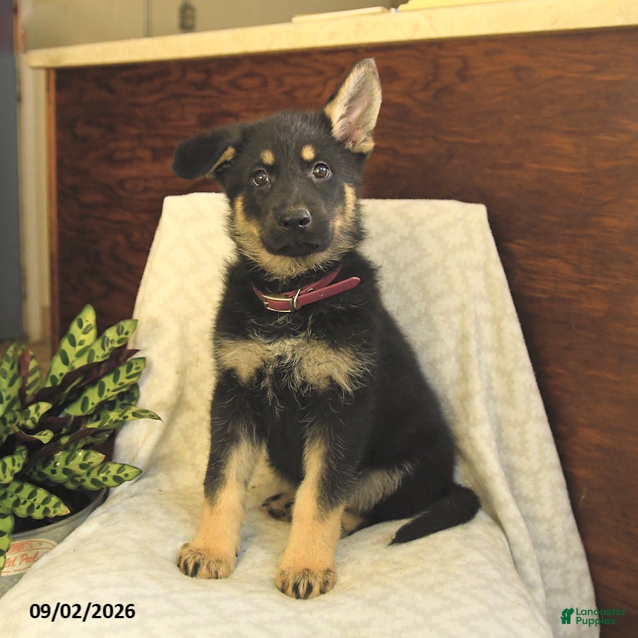 German Shepherd dogs Montana - Ad 1