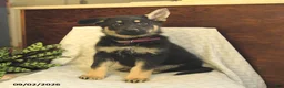 German Shepherd dogs for sale: Montana - Ad 1