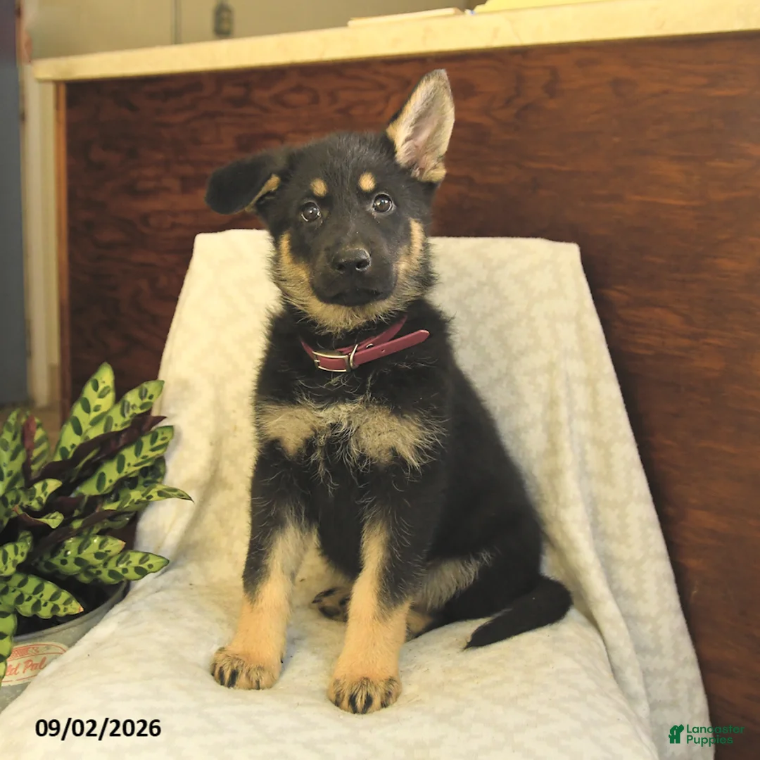 German Shepherd dogs for sale: Montana - Ad 1