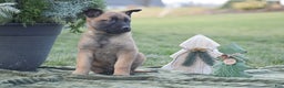 Belgian Malinois dogs for sale: Raelynn - Ad 2