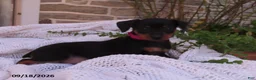 Miniature Pinscher dogs for sale: Biscuit - Ad 2