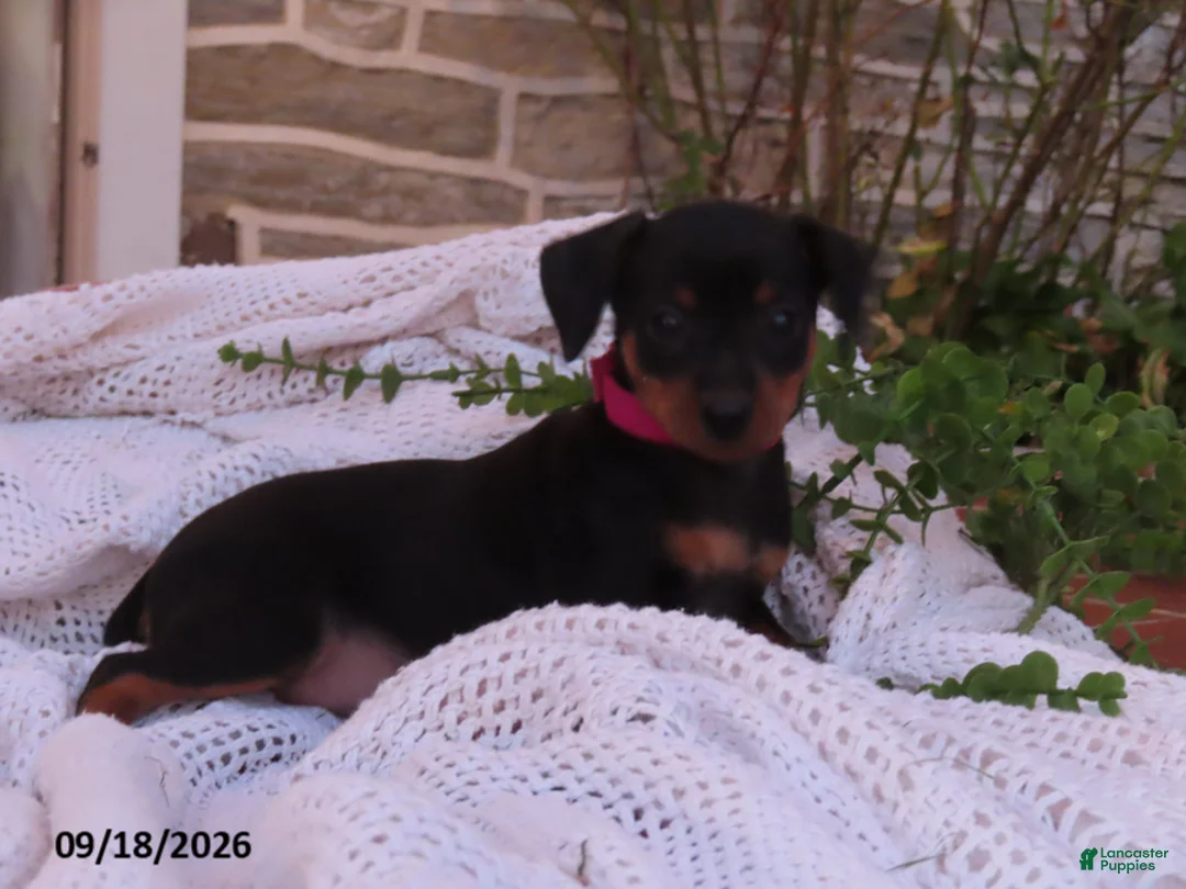 Miniature Pinscher dogs for sale: Biscuit - Ad 2