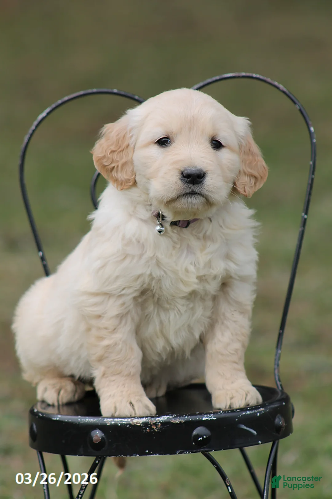 Golden Retriever dogs for sale: Lily - Ad 2