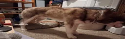 Siberian Husky dogs for sale: Siberian Husky 1 - Ad 5