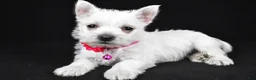 West Highland Terrier dogs for sale: Annie - Ad 1